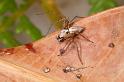 Oxyopes_variabilis_D7788_Z_89_North Stradbroke island_Australie